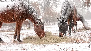 To Rug or Not To Rug…?