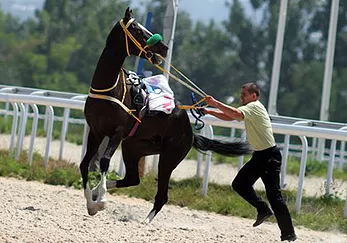 Horses: Naughty or Misunderstood?