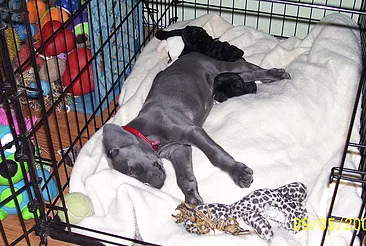 Safe Retreat or Cage? – Positive Crate Training