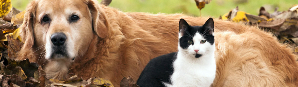 Animal Behaviourist Shropshire