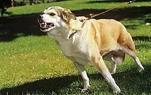 10 Tips for Reactive Dogs