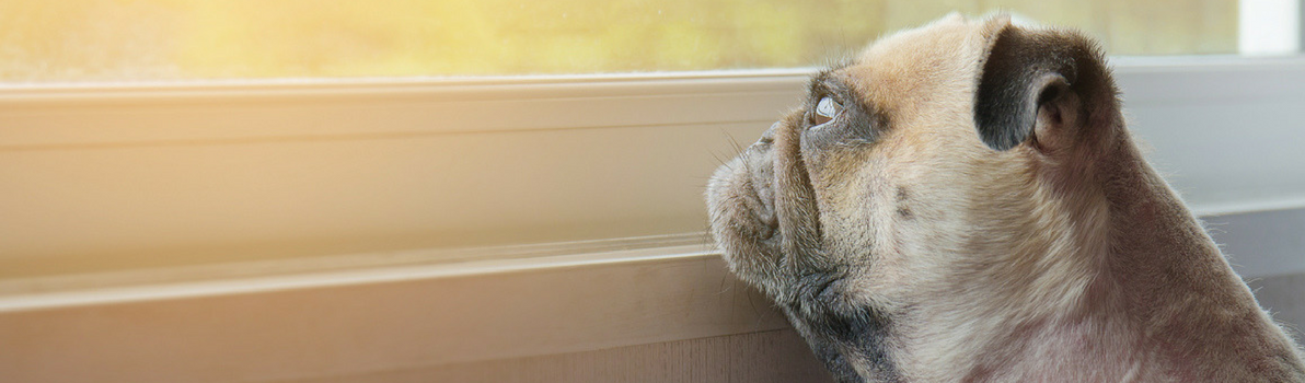 One-to-One Dog Training | Animal Training | Shropshire