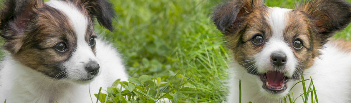 Puppy Training | Animal Training | Shropshire