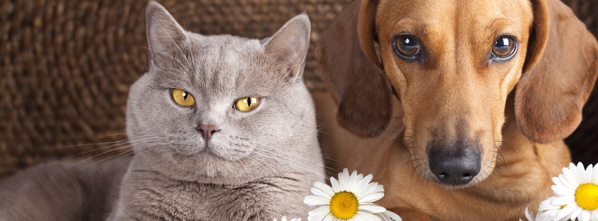 Animal Training Shropshire