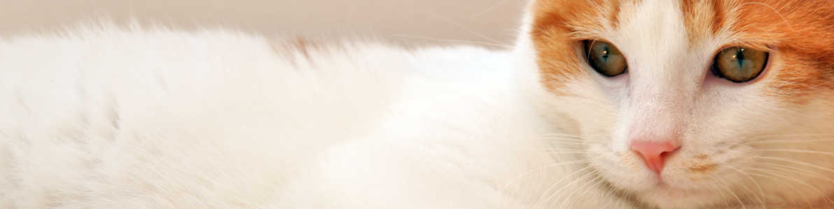 Cat Behaviour Training | Animal Training | Shropshire