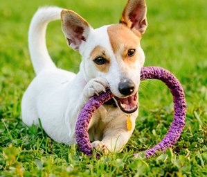 Puppy Training | Animal Training | Shropshire