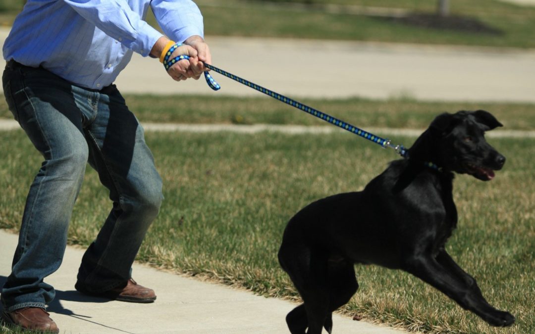 Please Stop Choking Your Dog