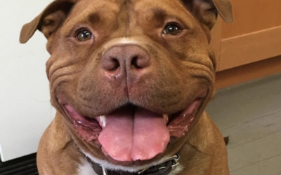 Dogs With Big Smiles