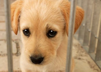 Howling Pups and Sleepless Nights