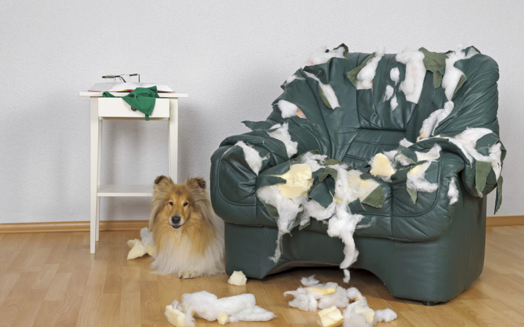 Preparing your dog for the end of LockDown